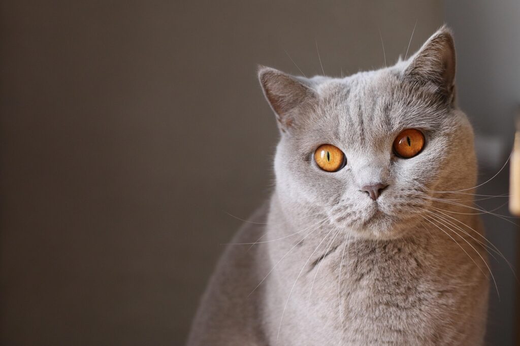 猫っ毛に最適なシャンプーのおすすめは？