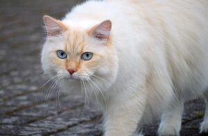 猫っ毛のボリュームアップ方法にはどんなものがある？