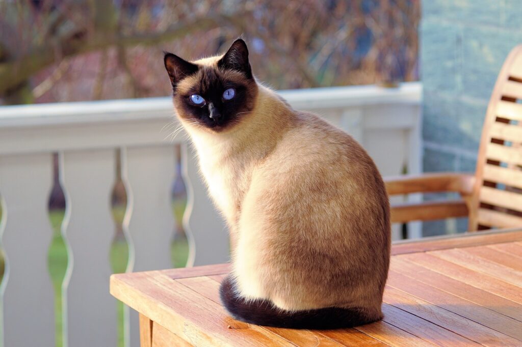 猫の毛を洗うためのシャンプーはどれが最適ですか？