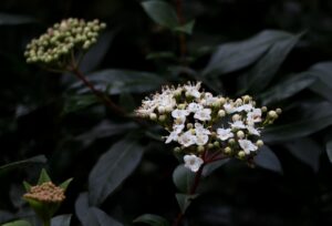 白髪が増えるのを止める方法とは？