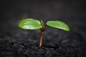 白髪を抜くと薄毛になるのは本当ですか？