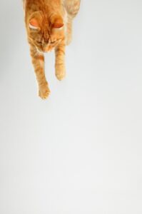 ねこっけに最適なシャンプーはどれですか？