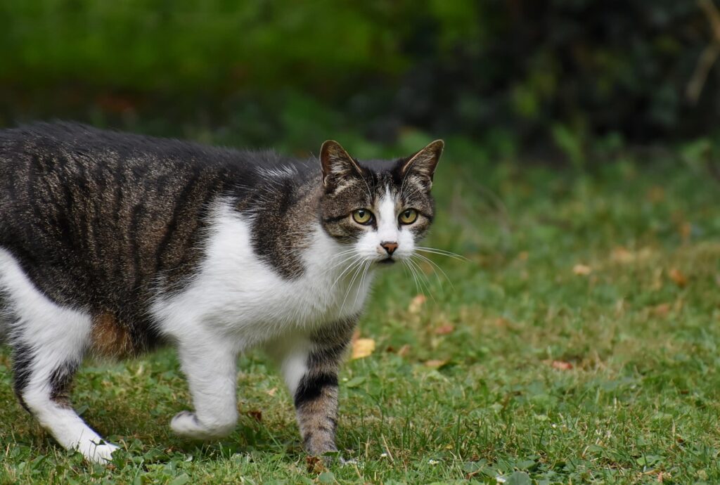 シャンプーが猫っ毛に与える影響とは？