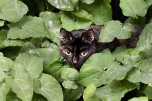 シャンプーで猫っ毛をふんわり仕上げる方法は？
