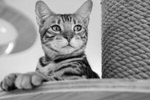 猫っ毛に最適なシャンプーの選び方は？