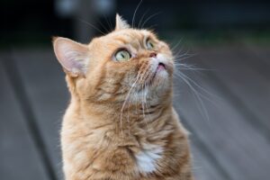猫っ毛に最適なシャンプーはドラッグストアでおすすめ？