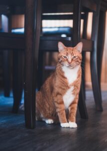 猫っ毛シャンプーの効果的な使い方とは？