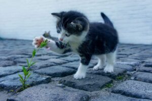 薄毛を目立たない髪型で女性におすすめのスタイルは？