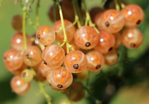 育毛剤の正しい使い方とは？