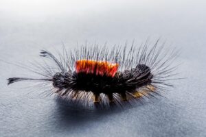 髪の毛サプリの口コミで本当に効果がある商品は？
