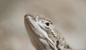 アミノ酸シャンプーは薄毛にどのような効果があるのか？