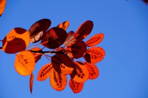 ウィッグがばれる時の対処法とは？